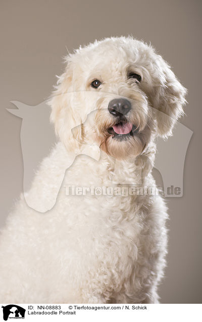 Labradoodle Portrait / Labradoodle Portrait / NN-08883