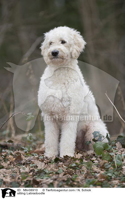 sitzender Labradoodle / sitting Labradoodle / NN-08910