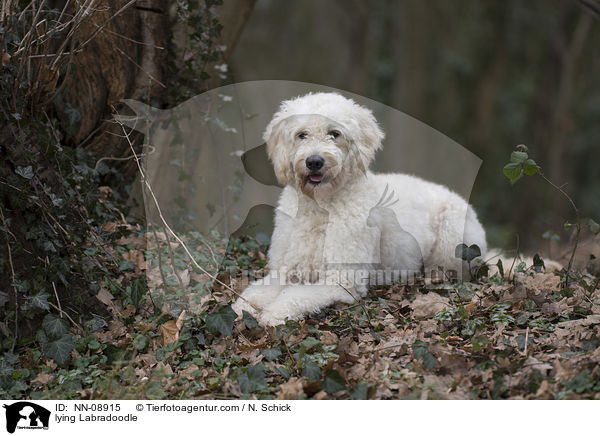 liegender Labradoodle / lying Labradoodle / NN-08915