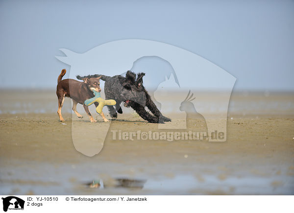 2 dogs / YJ-10510