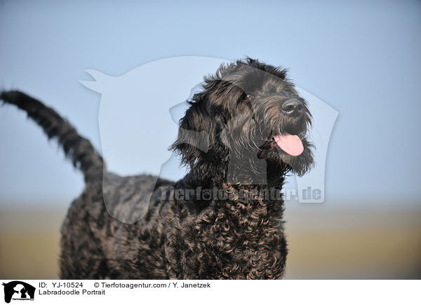 Labradoodle Portrait / YJ-10524