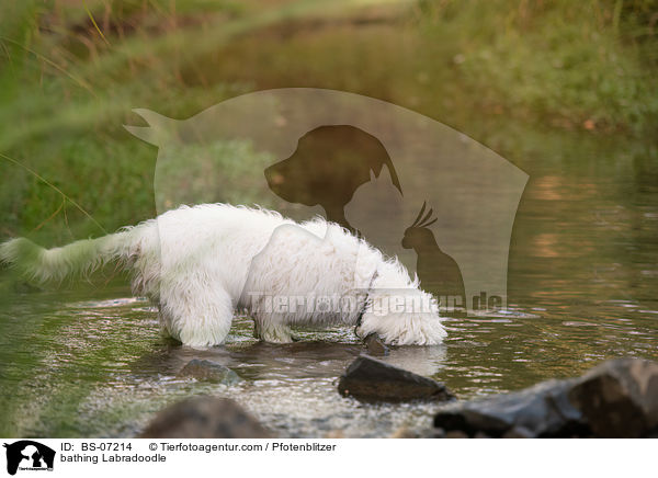 badender Labradoodle / bathing Labradoodle / BS-07214