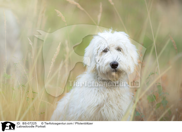 Labradoodle Portrait / Labradoodle Portrait / BS-07225