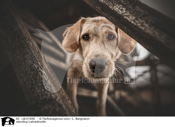 stehender Labradoodle / standing Labradoodle / LB-01656