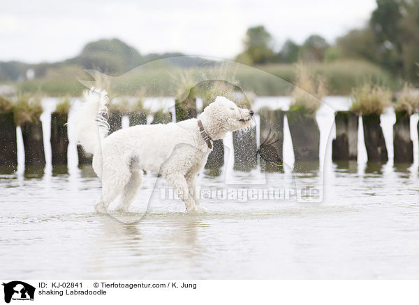 Labradoodle schttelt sich / shaking Labradoodle / KJ-02841