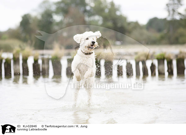 rennender Labradoodle / running Labradoodle / KJ-02846