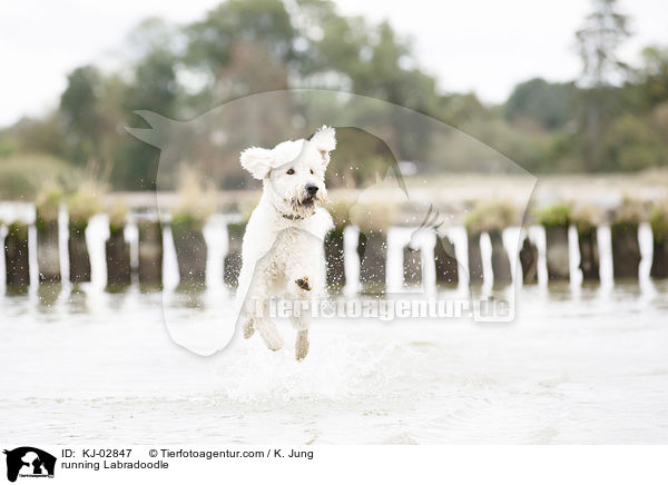rennender Labradoodle / running Labradoodle / KJ-02847