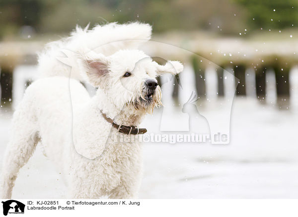 Labradoodle Portrait / Labradoodle Portrait / KJ-02851