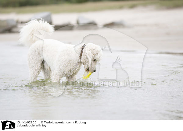 Labradoodle mit Spielzeug / Labradoodle with toy / KJ-02855