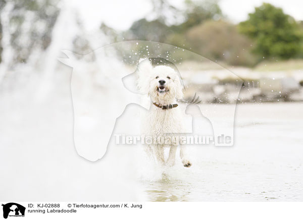 rennender Labradoodle / running Labradoodle / KJ-02888