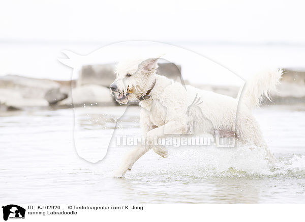 rennender Labradoodle / running Labradoodle / KJ-02920