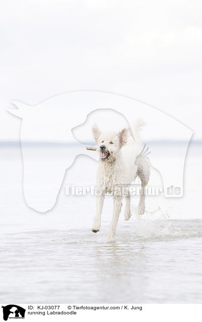 rennender Labradoodle / running Labradoodle / KJ-03077