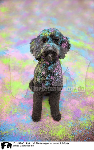 sitting Labradoodle / JAM-01416