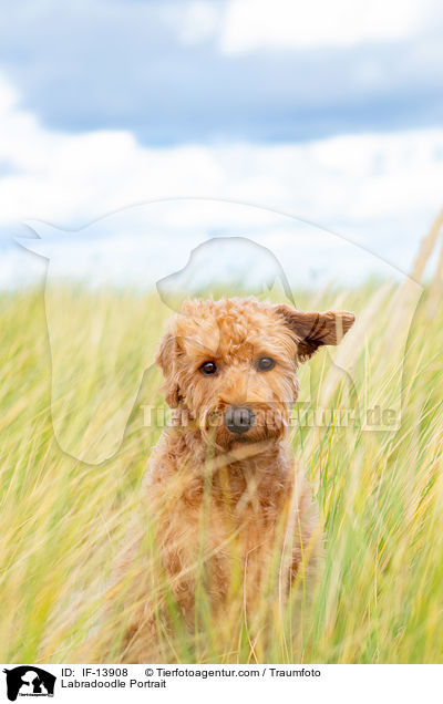 Labradoodle Portrait / Labradoodle Portrait / IF-13908