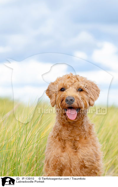 Labradoodle Portrait / Labradoodle Portrait / IF-13910