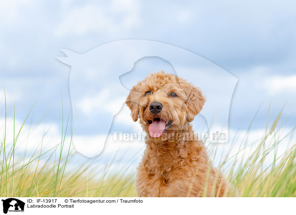 Labradoodle Portrait / Labradoodle Portrait / IF-13917