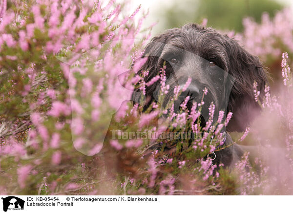 Labradoodle Portrait / Labradoodle Portrait / KB-05454