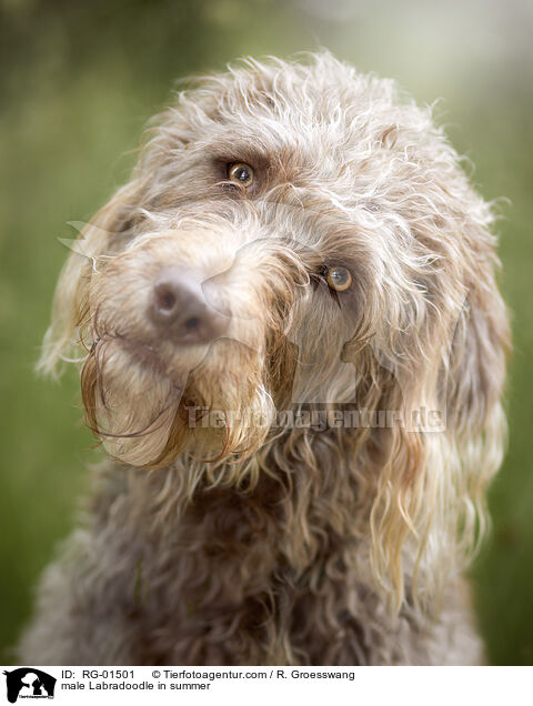 male Labradoodle in summer / RG-01501
