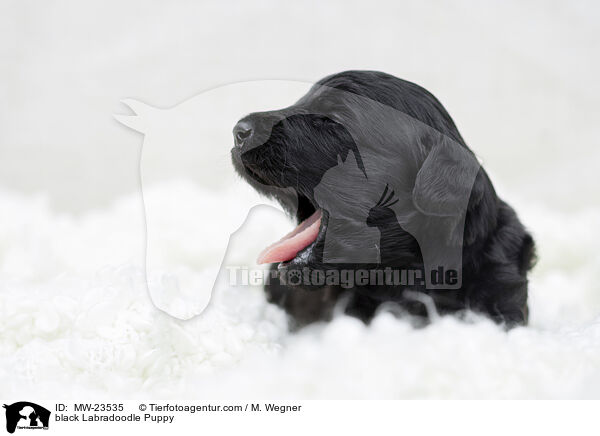 schwarzer Labradoodle Welpe / black Labradoodle Puppy / MW-23535