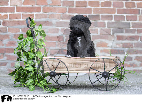 Labradoodle Welpe / Labradoodle puppy / MW-23610