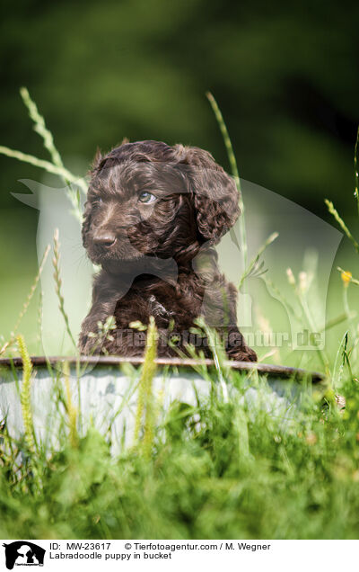 Labradoodle Welpe im Eimer / Labradoodle puppy in bucket / MW-23617