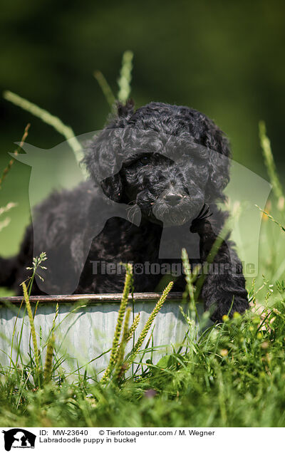 Labradoodle puppy in bucket / MW-23640