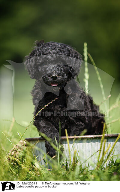 Labradoodle puppy in bucket / MW-23641
