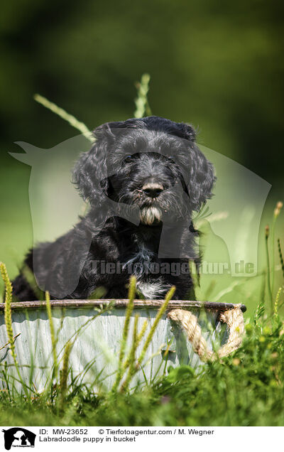 Labradoodle puppy in bucket / MW-23652