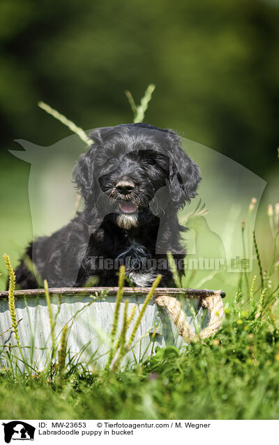 Labradoodle puppy in bucket / MW-23653
