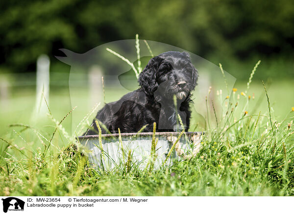 Labradoodle puppy in bucket / MW-23654