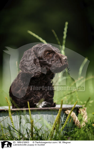Labradoodle Welpe im Eimer / Labradoodle puppy in bucket / MW-23663