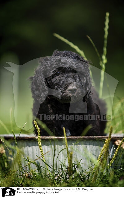 Labradoodle puppy in bucket / MW-23669