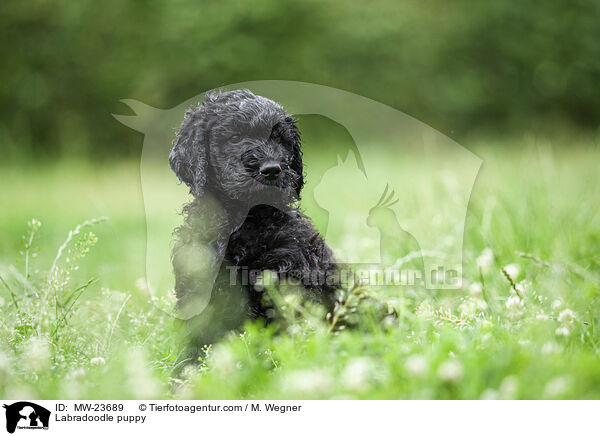 Labradoodle puppy / MW-23689