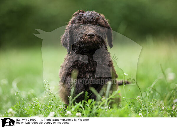 brown Labradoodle puppy on meadow / MW-23690