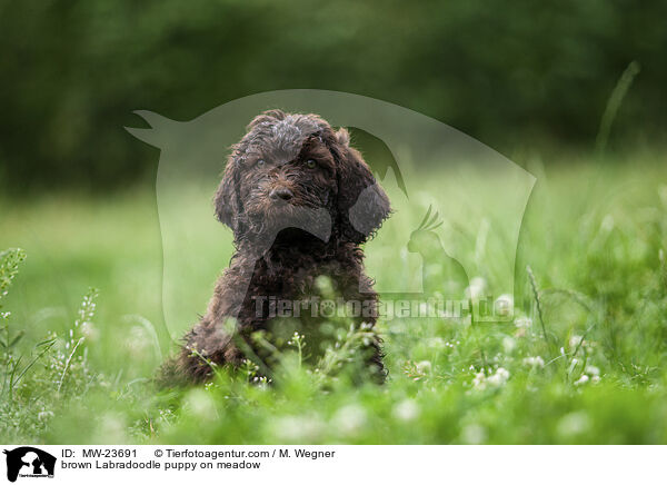 brown Labradoodle puppy on meadow / MW-23691