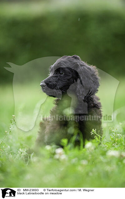 schwarzer Labradoodle auf Wiese / black Labradoodle on meadow / MW-23693