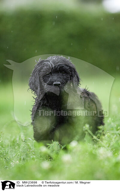 black Labradoodle on meadow / MW-23698