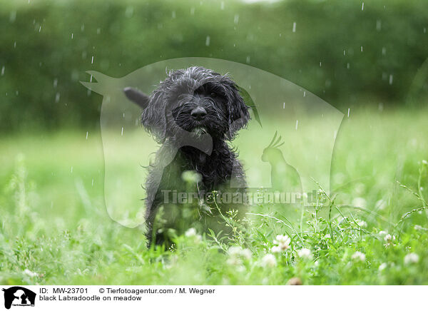 black Labradoodle on meadow / MW-23701