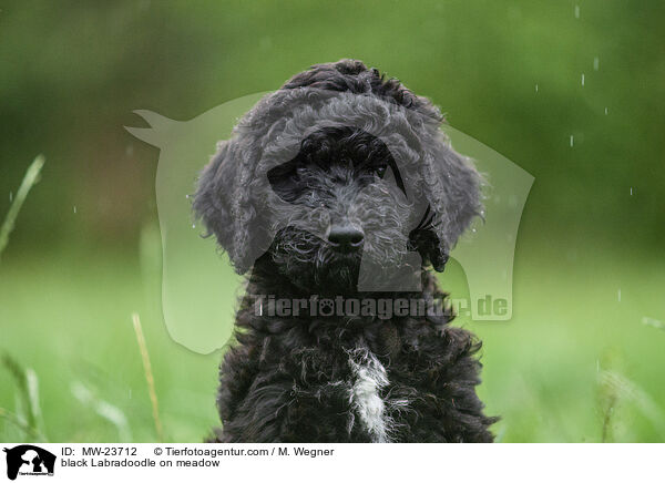 black Labradoodle on meadow / MW-23712