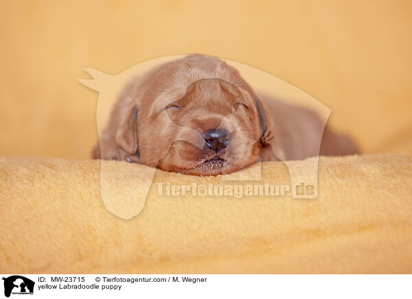 yellow Labradoodle puppy / MW-23715