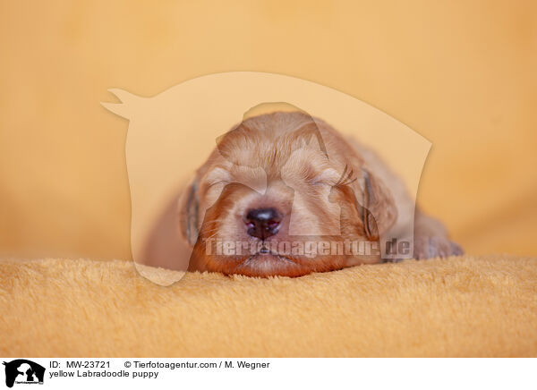 gelber Labradoodle Welpe / yellow Labradoodle puppy / MW-23721