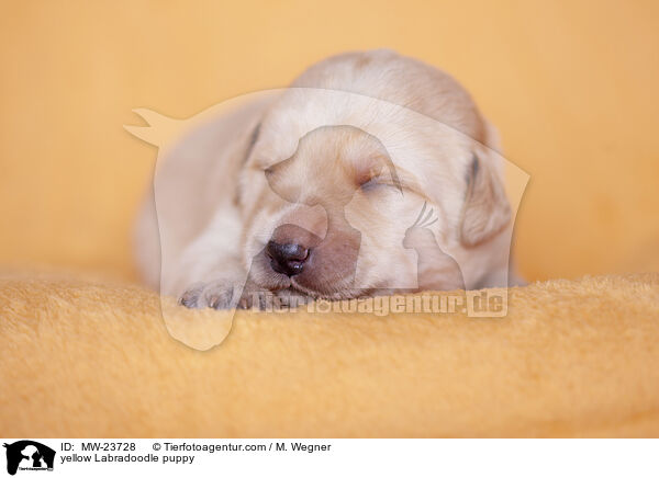 gelber Labradoodle Welpe / yellow Labradoodle puppy / MW-23728