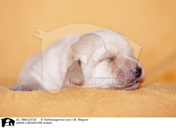 gelber Labradoodle Welpe / yellow Labradoodle puppy / MW-23729