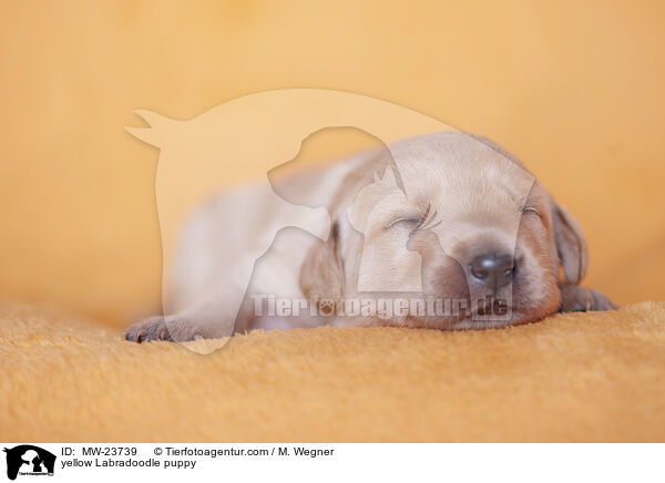 yellow Labradoodle puppy / MW-23739