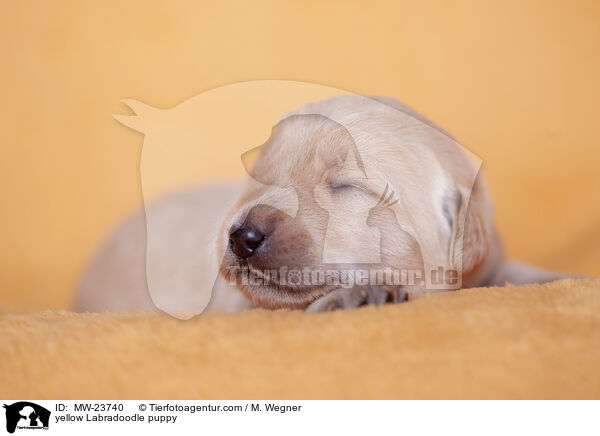 gelber Labradoodle Welpe / yellow Labradoodle puppy / MW-23740