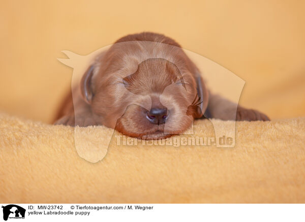 gelber Labradoodle Welpe / yellow Labradoodle puppy / MW-23742