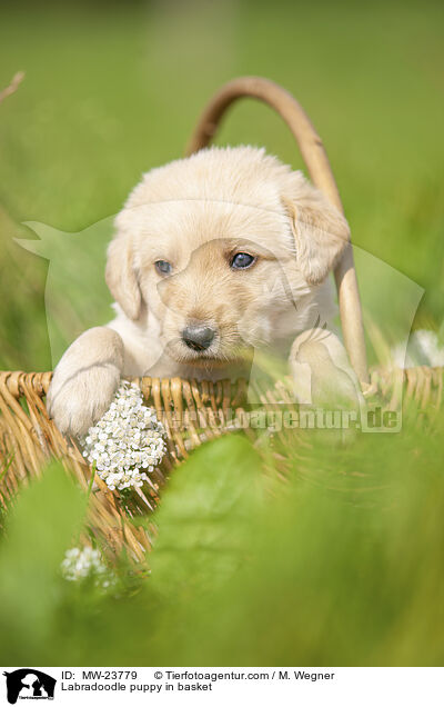 Labradoodle puppy in basket / MW-23779