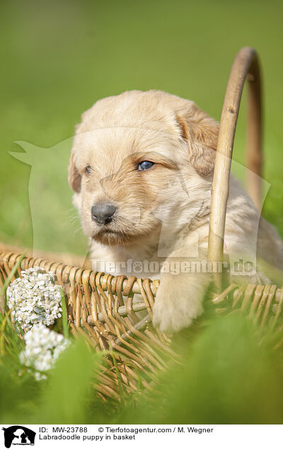 Labradoodle puppy in basket / MW-23788