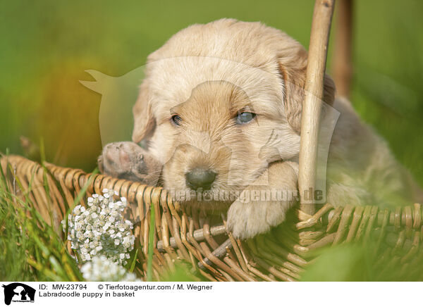 Labradoodle puppy in basket / MW-23794