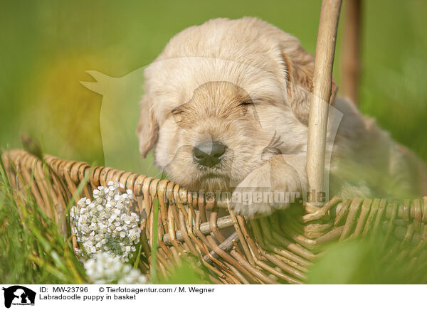 Labradoodle Welpe im Krbchen / Labradoodle puppy in basket / MW-23796